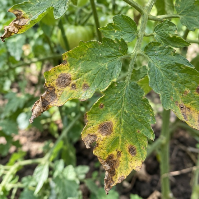 Photo of a tomato leaf with brown ringed spots and yellowing edges