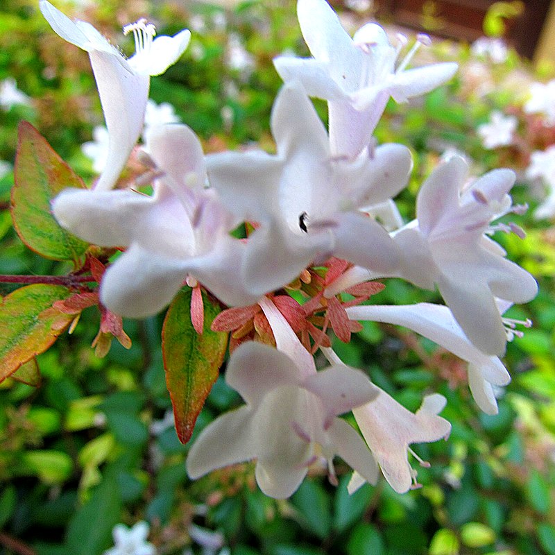 Abelia (grandiflora)