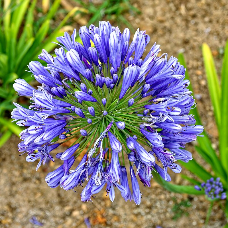 Agapanthus (Headbourne Hybrids)