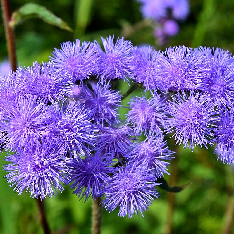 Ageratum (Blue Mink)