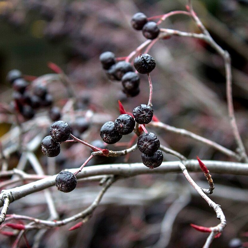Aronia (Chokeberry)