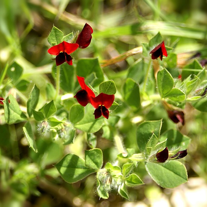 Asparagus Pea