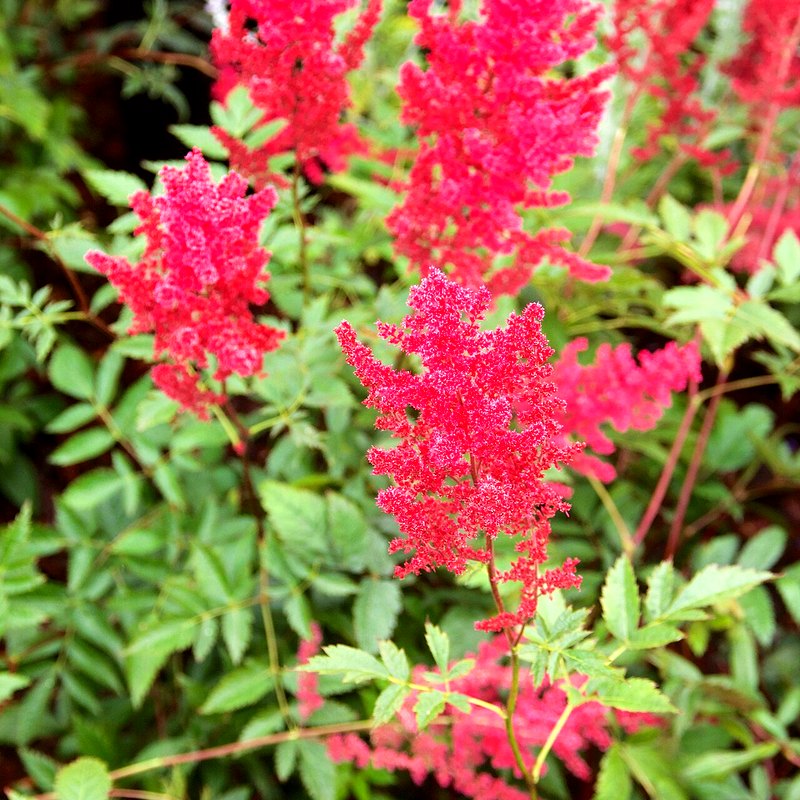 Astilbe