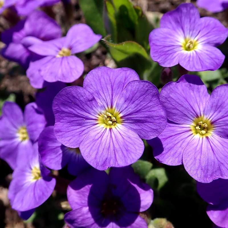 Aubrieta