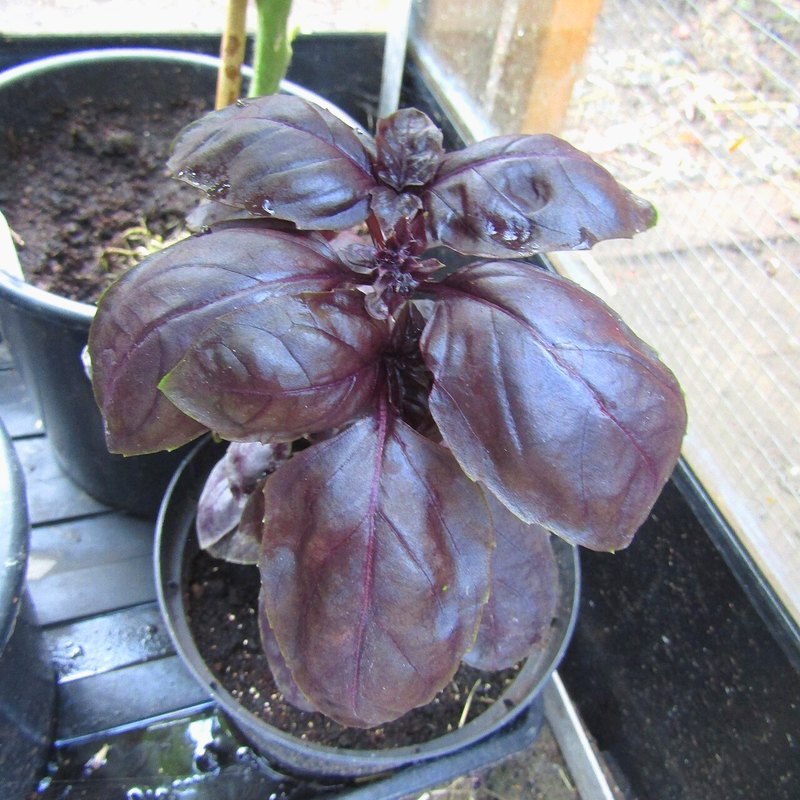 Basil (Purple Dark Opal)