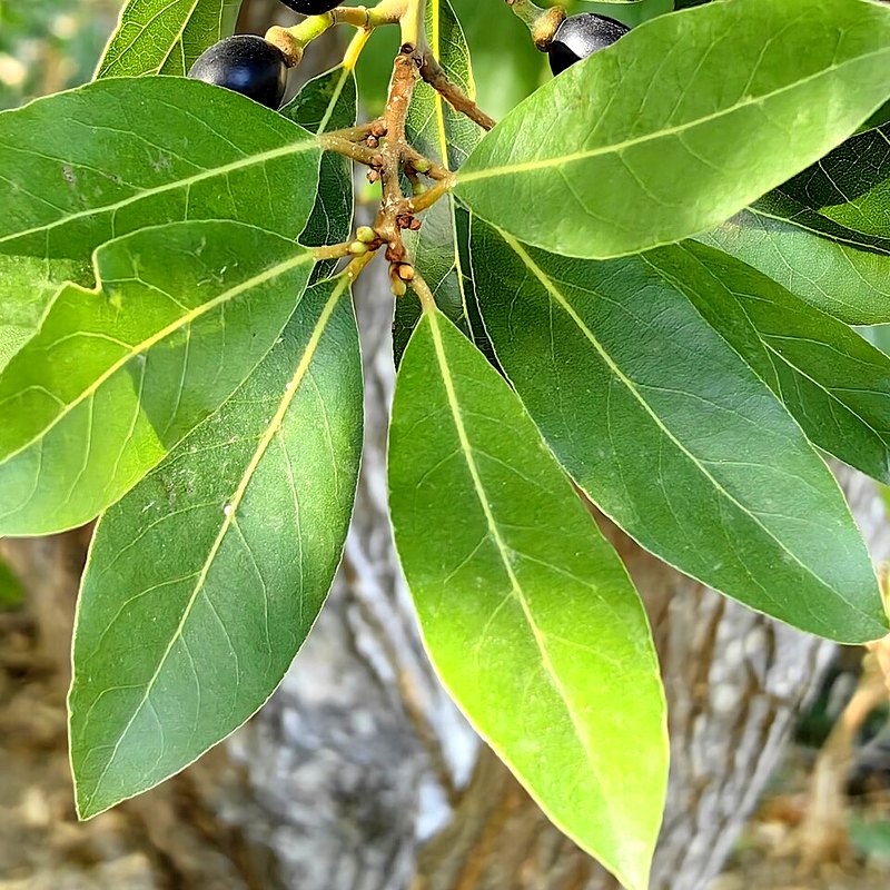 Bay Tree