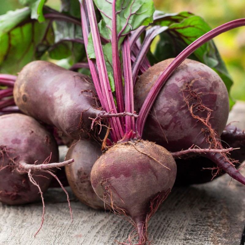 Beetroot (Boltardy)