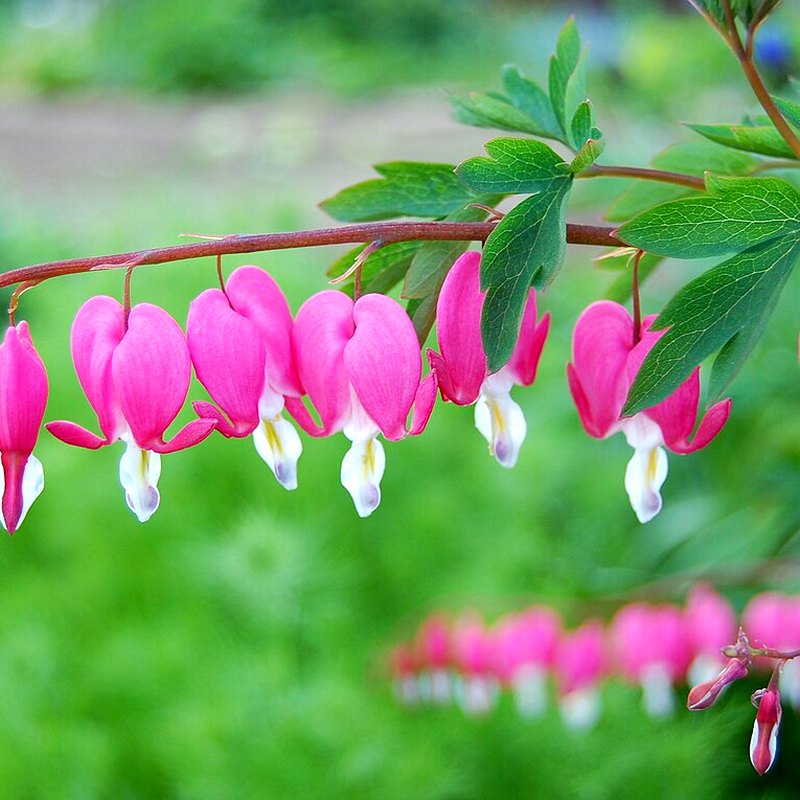Bleeding Heart