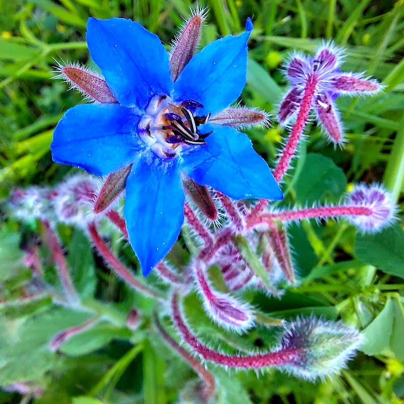 Borage