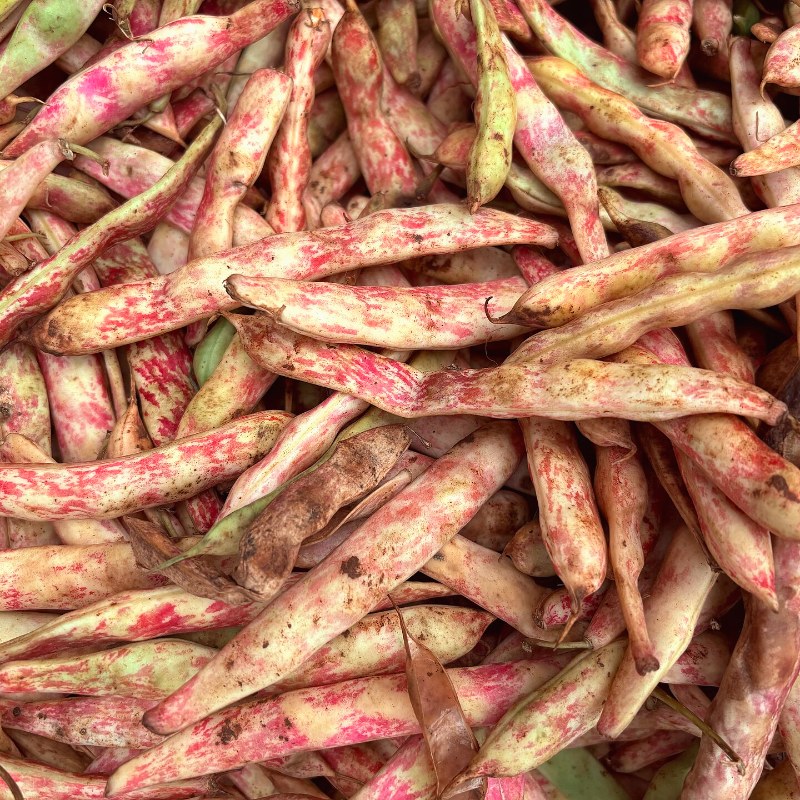 Borlotti Bean (Barbunya)