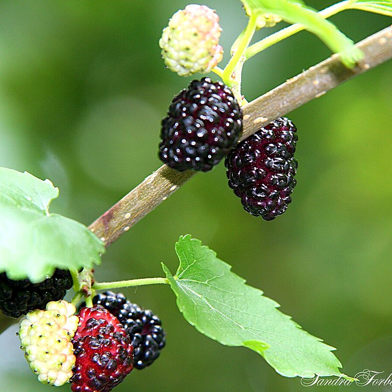 Boysenberry (Thornless)