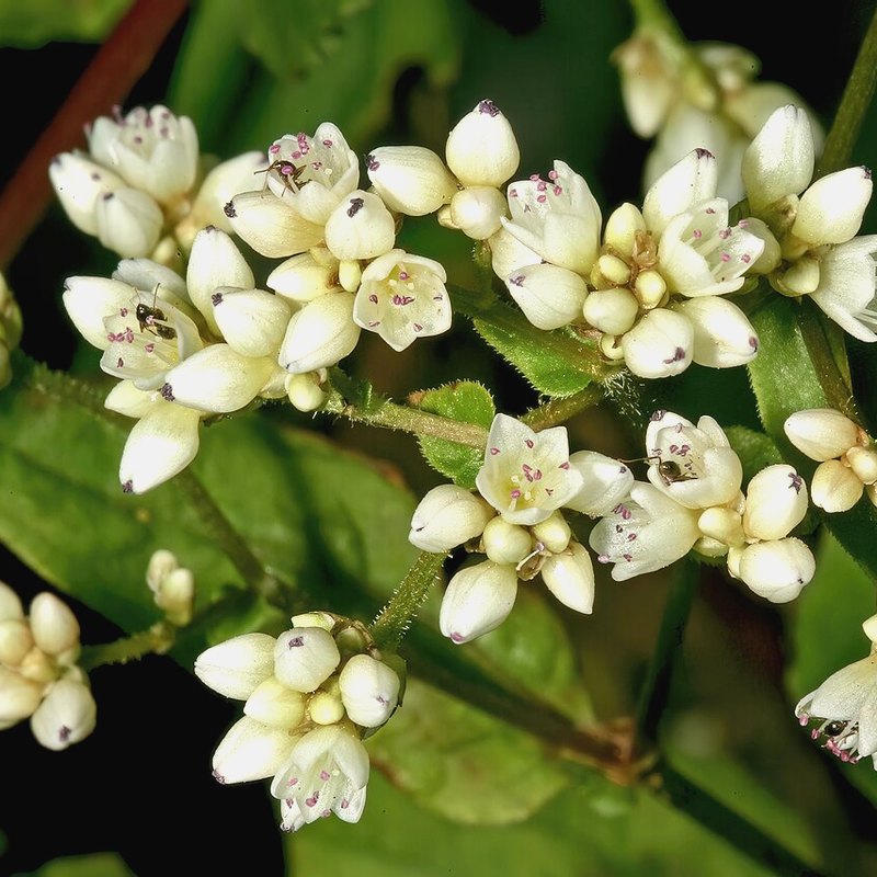 Buckwheat (Green Manure)