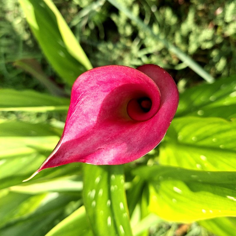 Calla Lily (Zantedeschia)