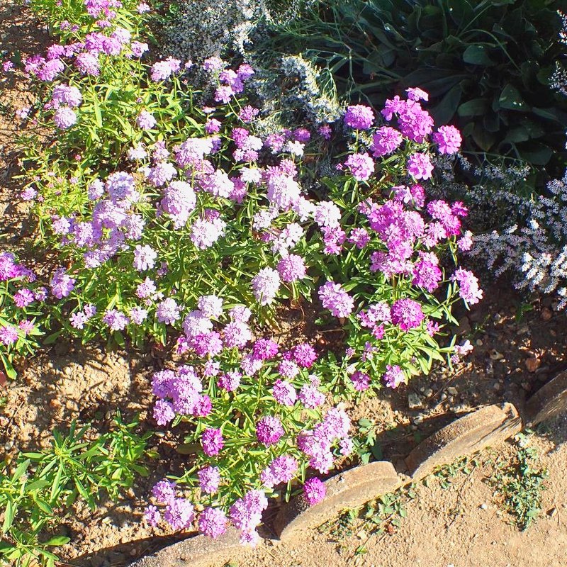 Candytuft (Fairy Mixed)