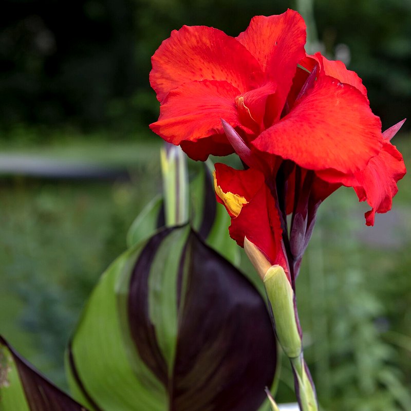 Canna (Lucifer)