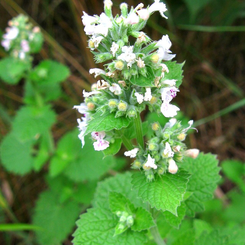 Catnip