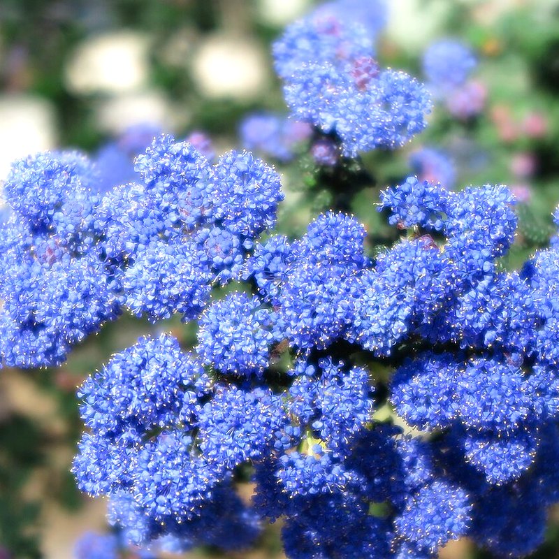Ceanothus (Californian Lilac)
