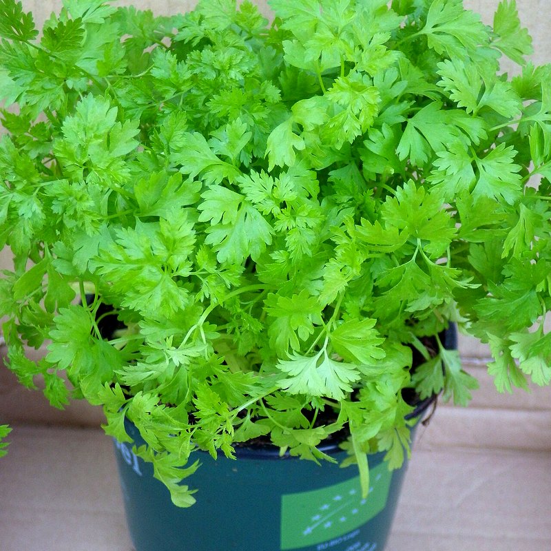 Chervil