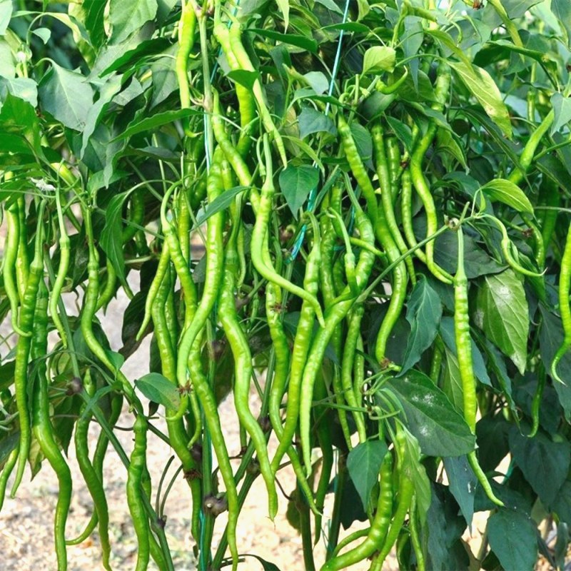 Chilli Pepper (Kıl Biber)