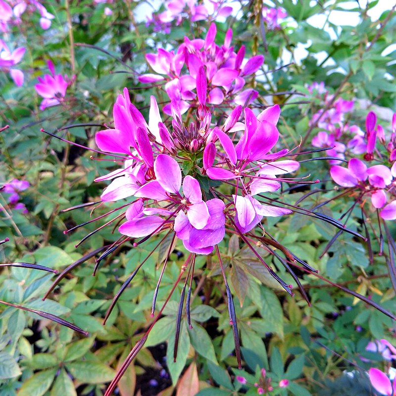 Cleome (Colour Fountain)