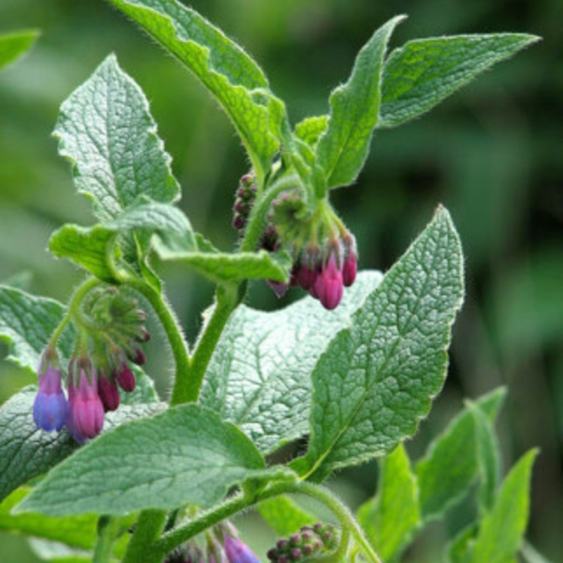 Comfrey (Bocking 14)