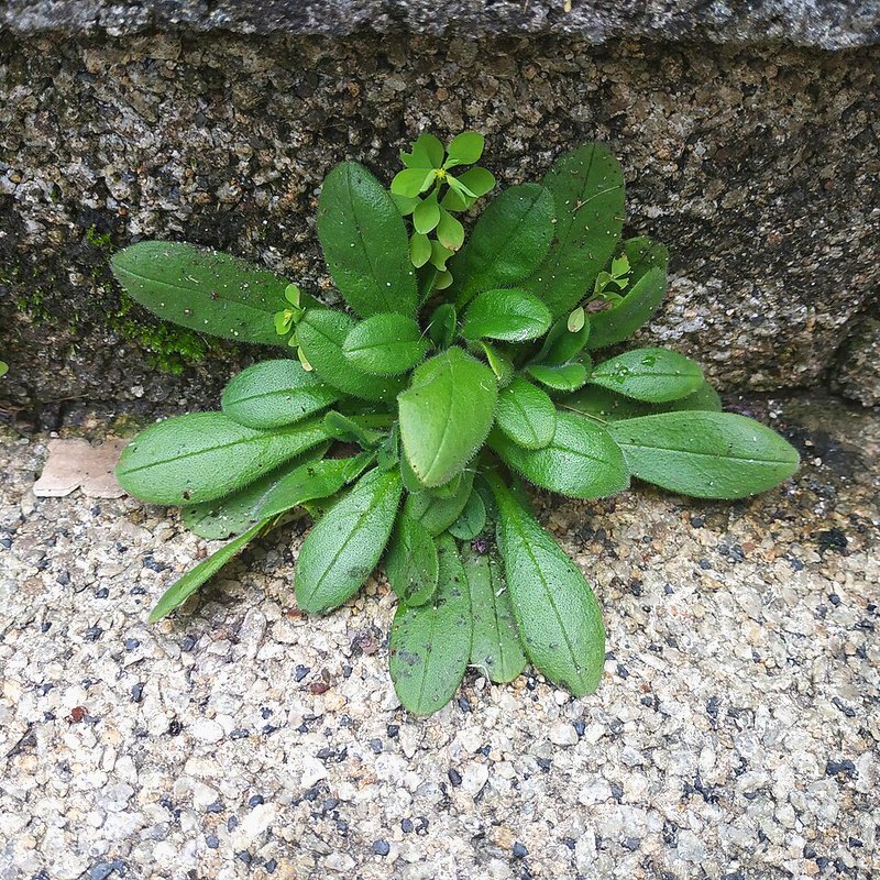 Lamb's Lettuce (Corn Salad)