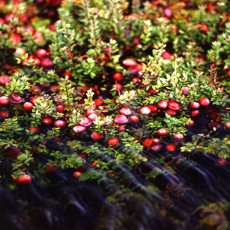 Cranberry (Pilgrim)
