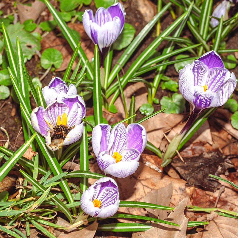 Crocus (Large-Flowered Mixed)