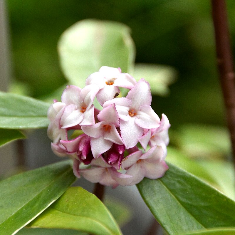 Daphne (odora Aureomarginata)