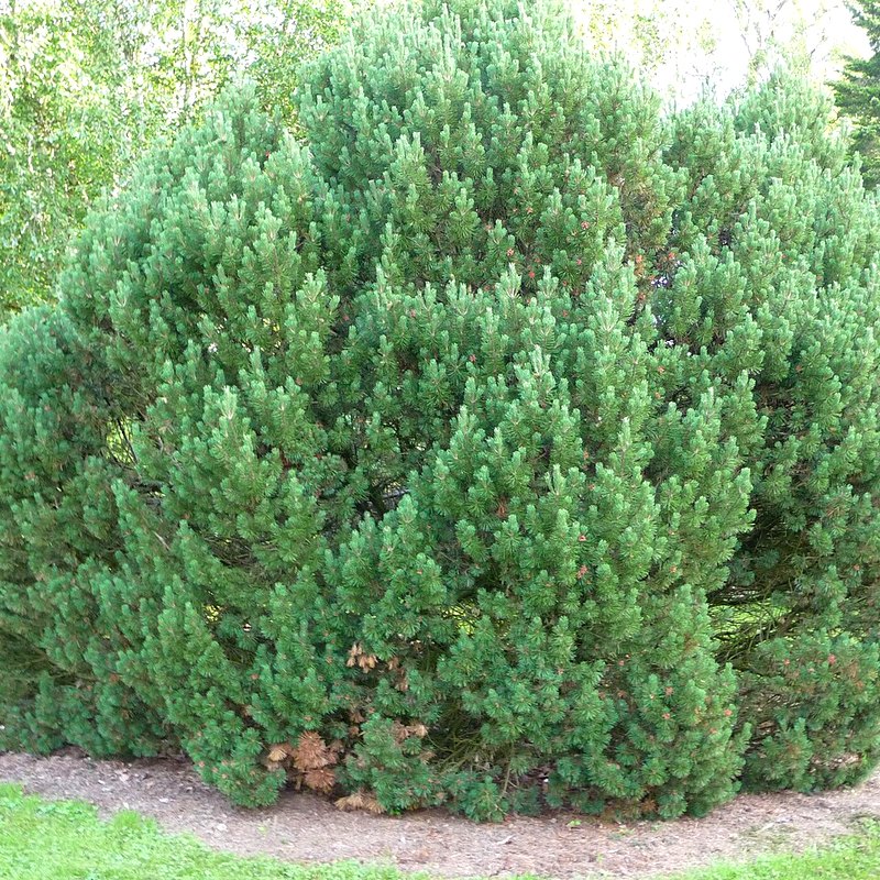 Dwarf Mountain Pine