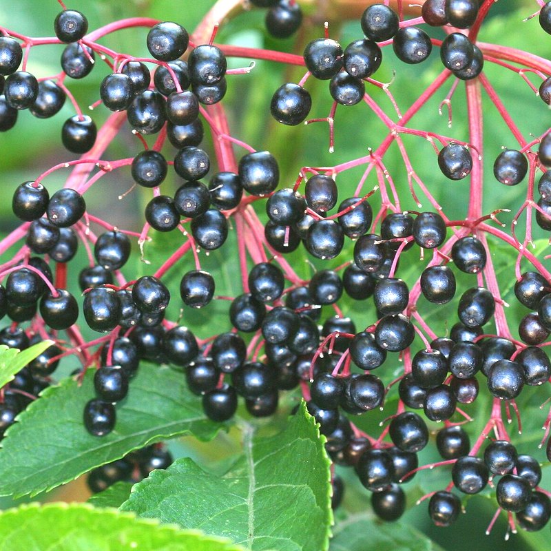 Elderberry (Haidegg)