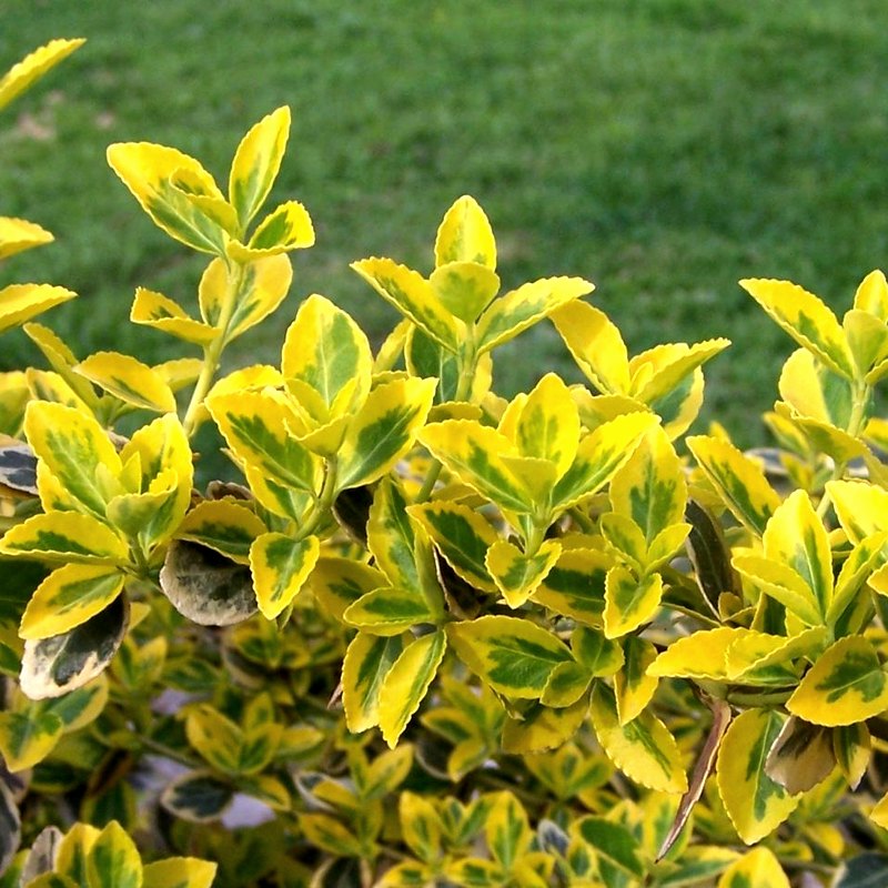 Euonymus (Emerald 'n' Gold)