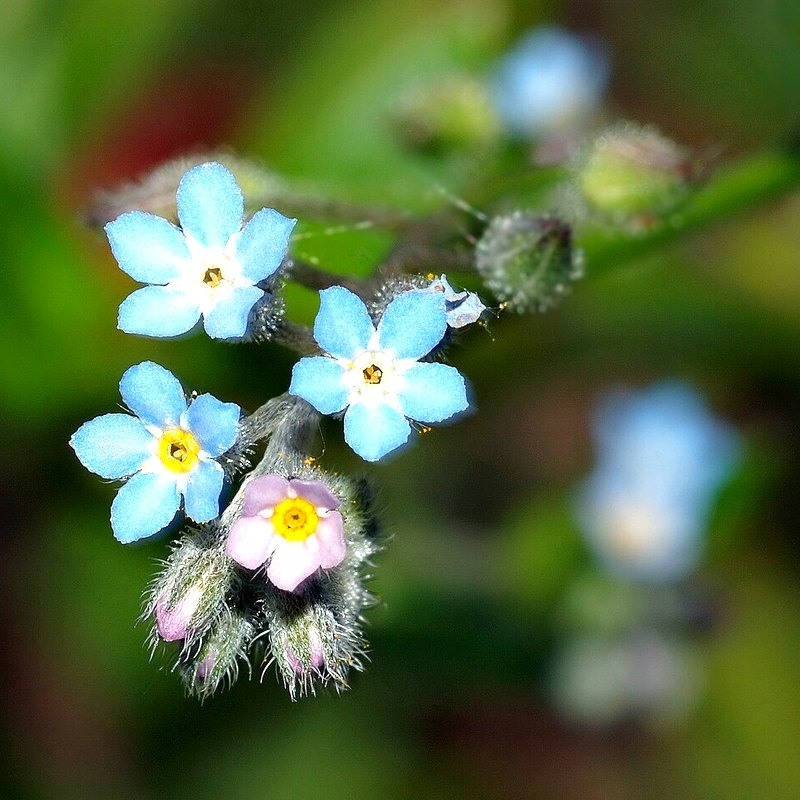 Forget-Me-Not