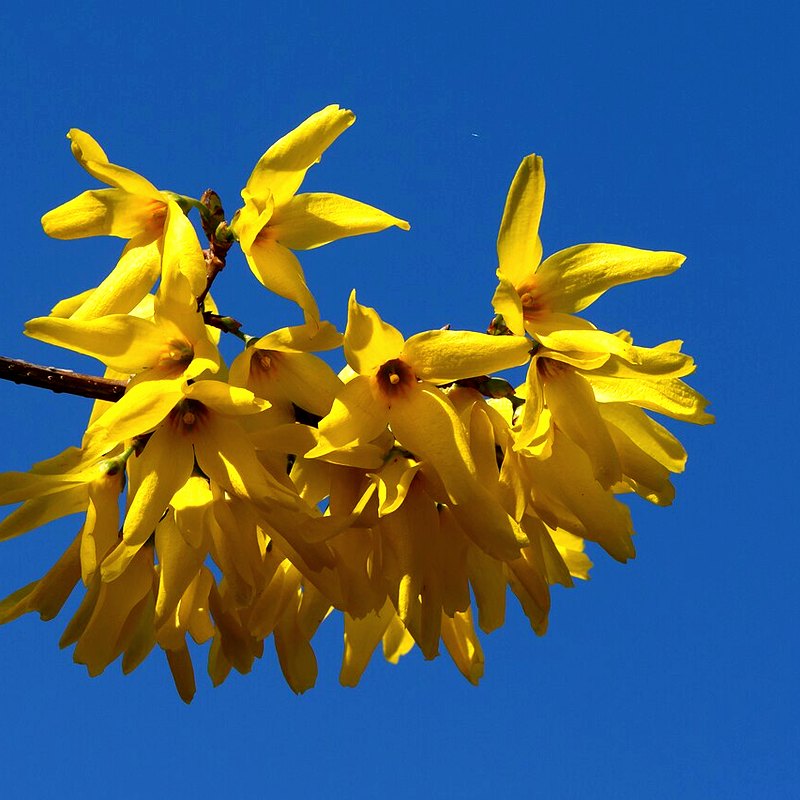 Forsythia