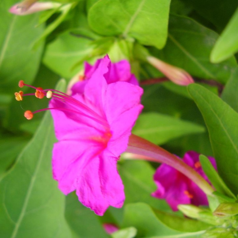 Four O'Clock Flower