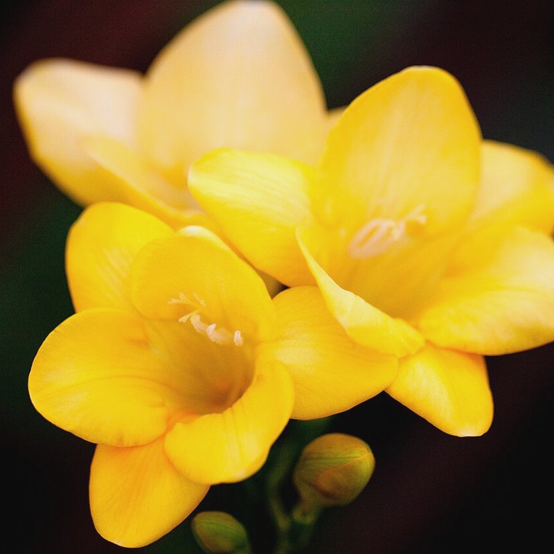 Freesia (Single Mixed)