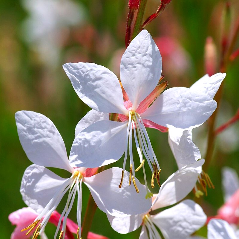 Gaura (Whirling Butterflies)