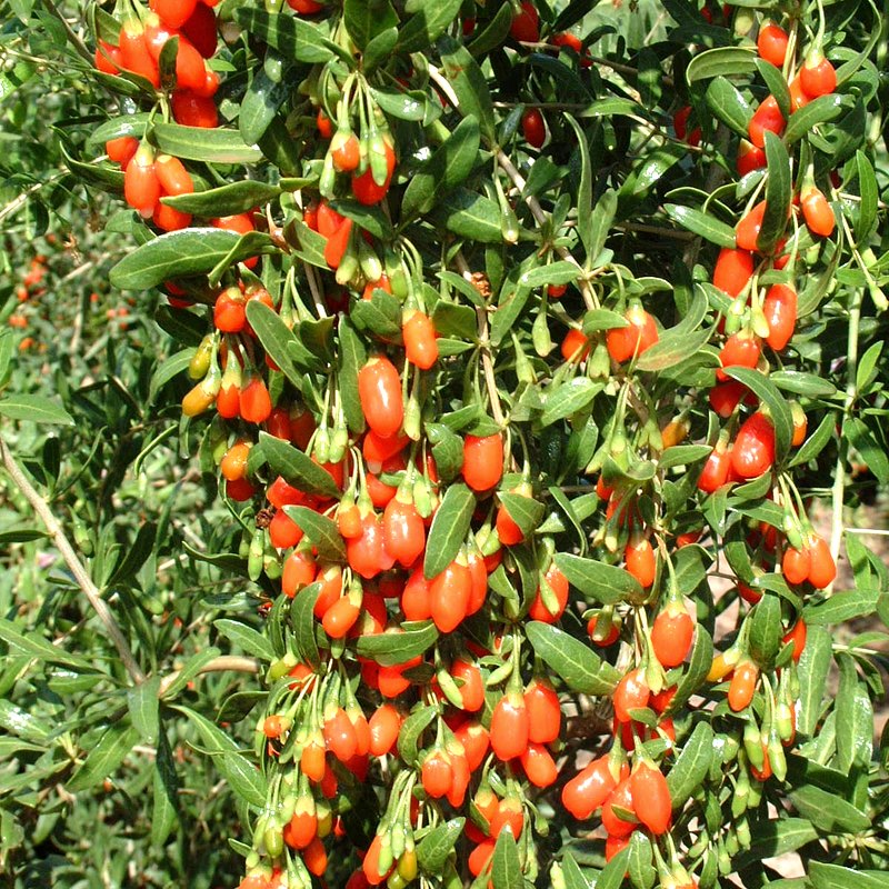 Goji Berry