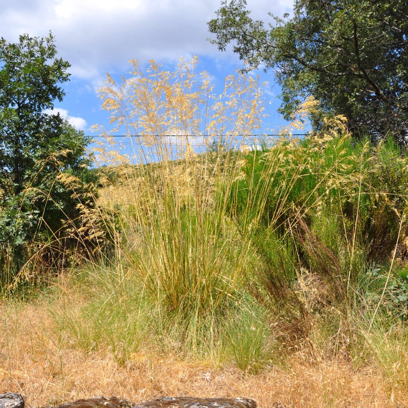Golden Oats (Stipa gigantea)