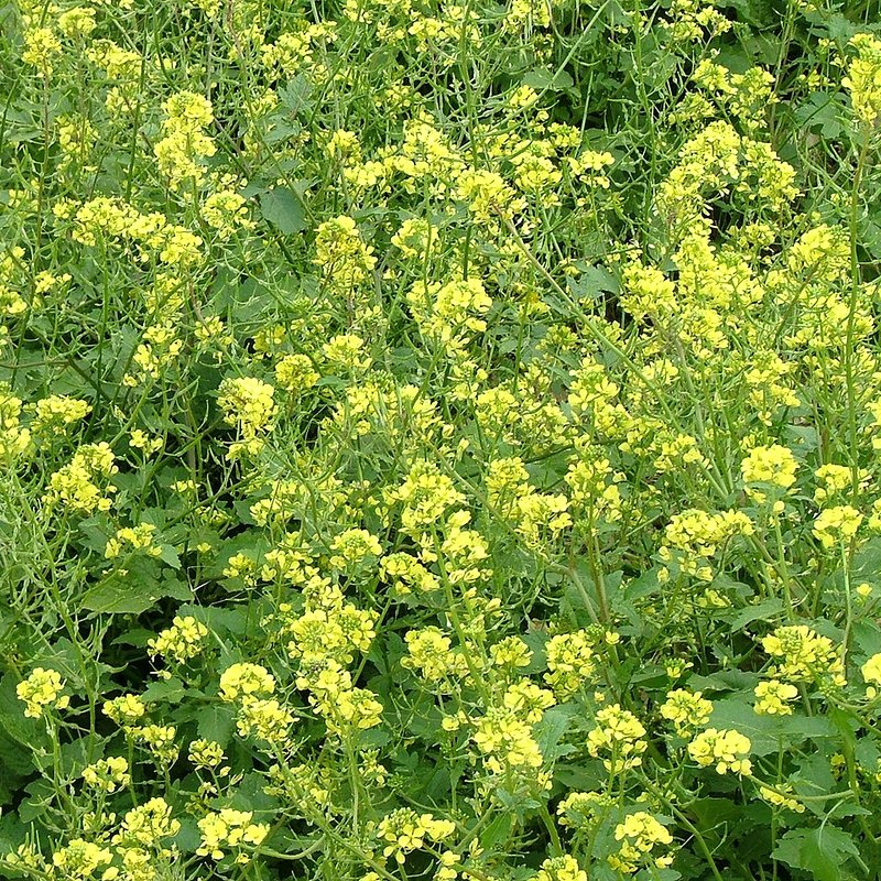 Mustard (Green Manure)