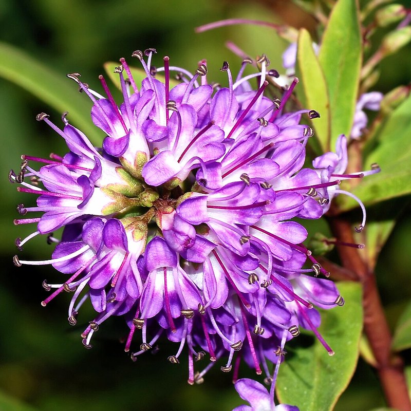 Hebe (Great Orme)
