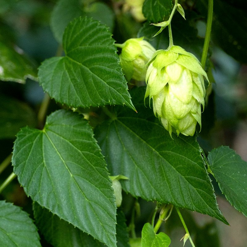 Hops