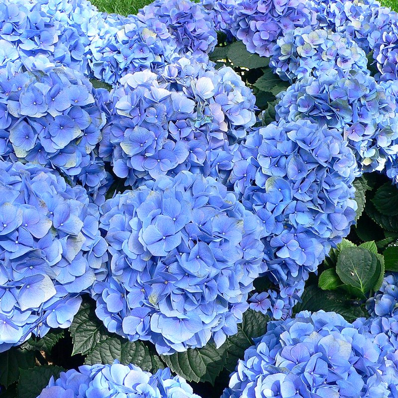 Hydrangea (Mophead)