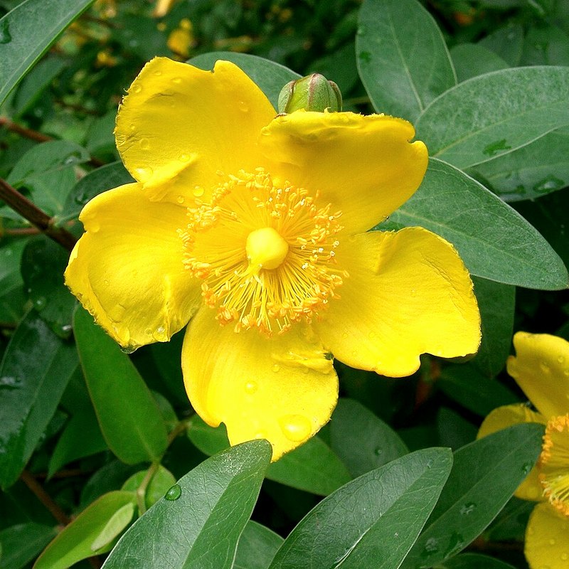 Hypericum (Hidcote)