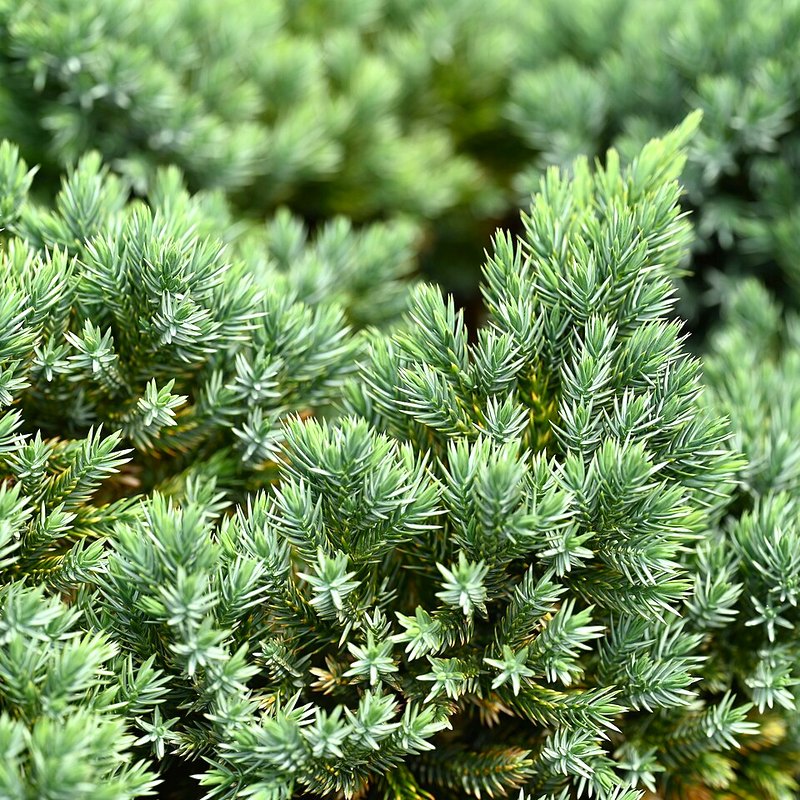 Juniper (Blue Star)