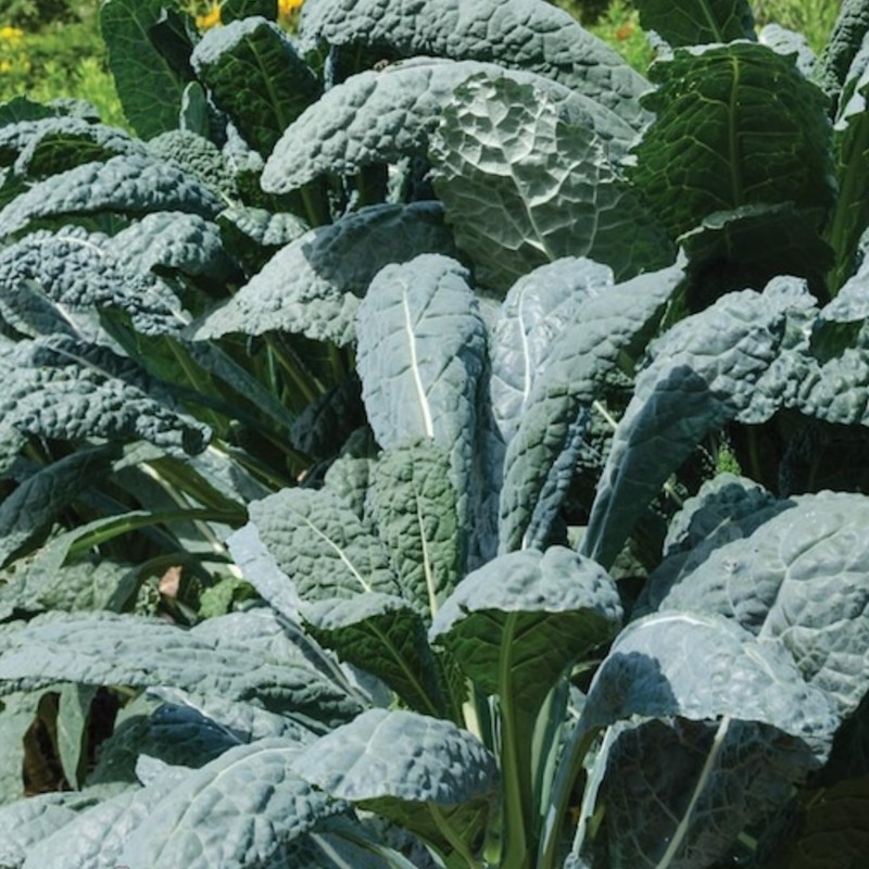 Kale