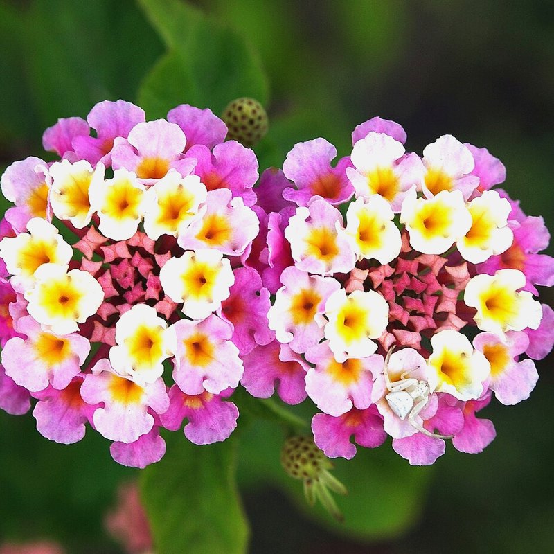 Lantana