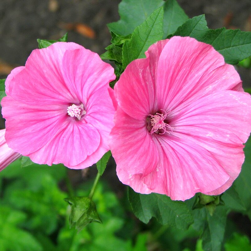 Lavatera (Silver Cup)