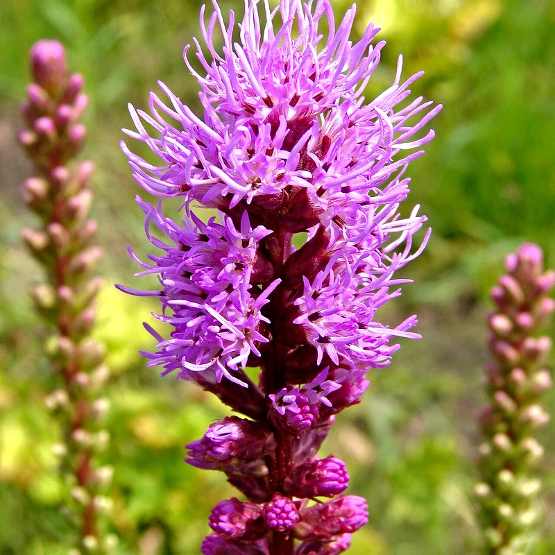 Liatris (Gayfeather)