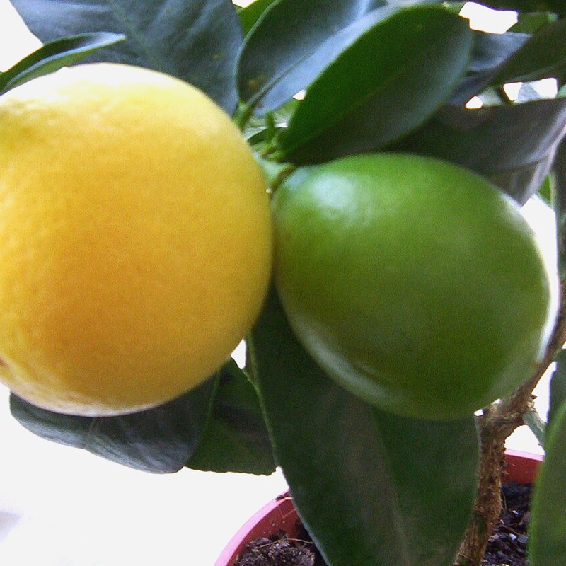 Limequat